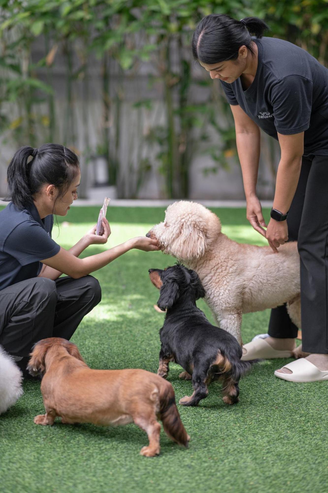 Ketawa Pet Friendly Hotel Τσιάνγκ Μάι Εξωτερικό φωτογραφία